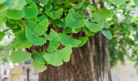 Ginkgo tree / Close-up of an old ginkgo tree in Verona, Italy